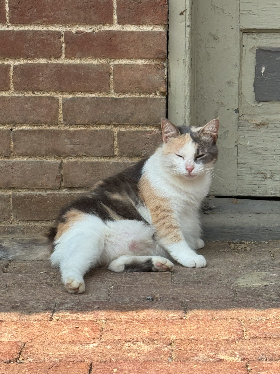 calico-cat-resting-brick-wall-rustic-door-country-charm