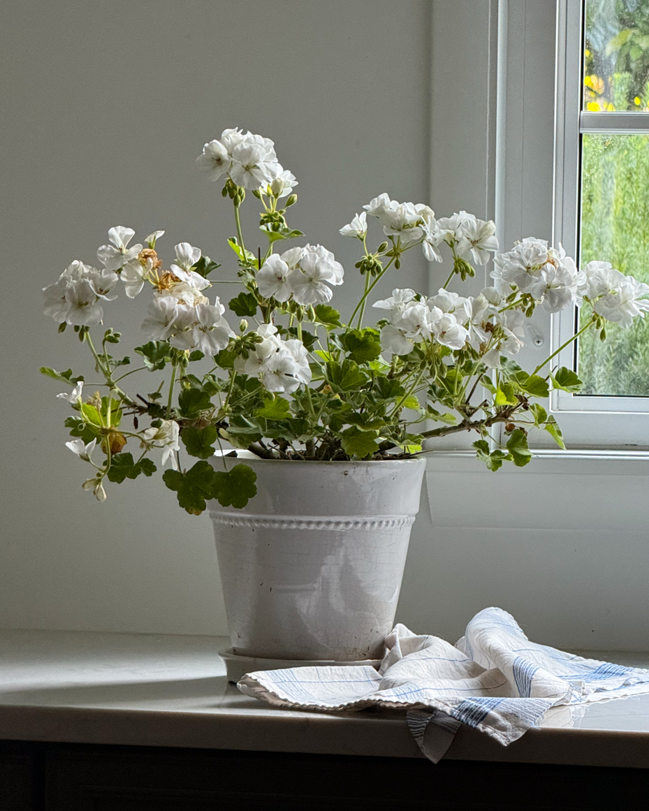 charming-white-geraniums-by-a-sunlit-window-artist-reference-photo