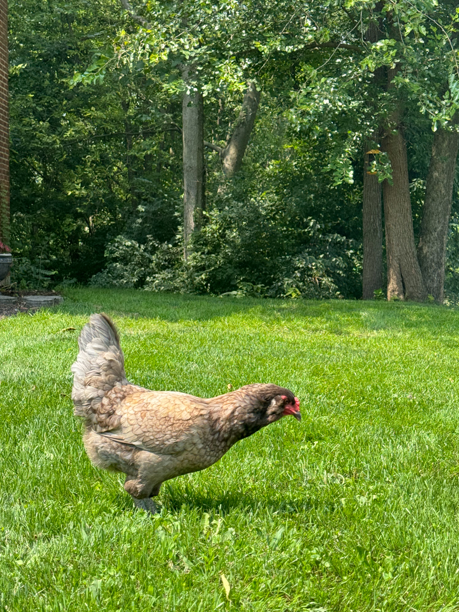 chicken-backyard-lawn-trees-greenery-summer-scene