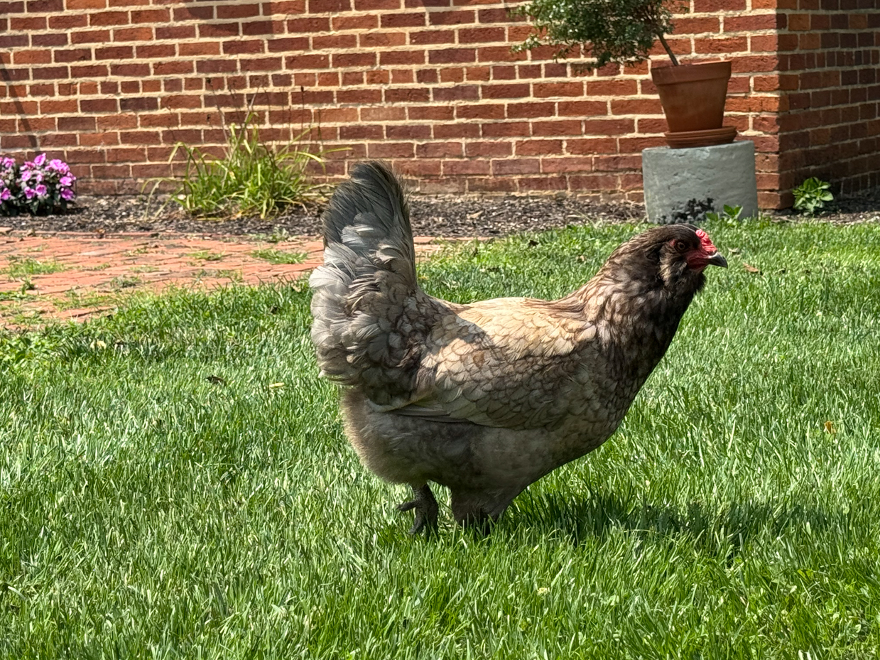 chicken-brick-house-lawn-garden-flowers-sunlight