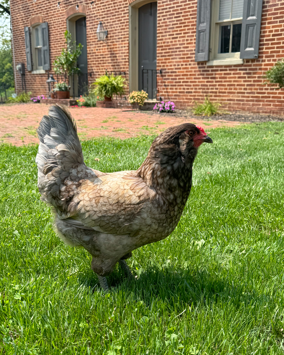 chicken-brick-manor-garden-contrast