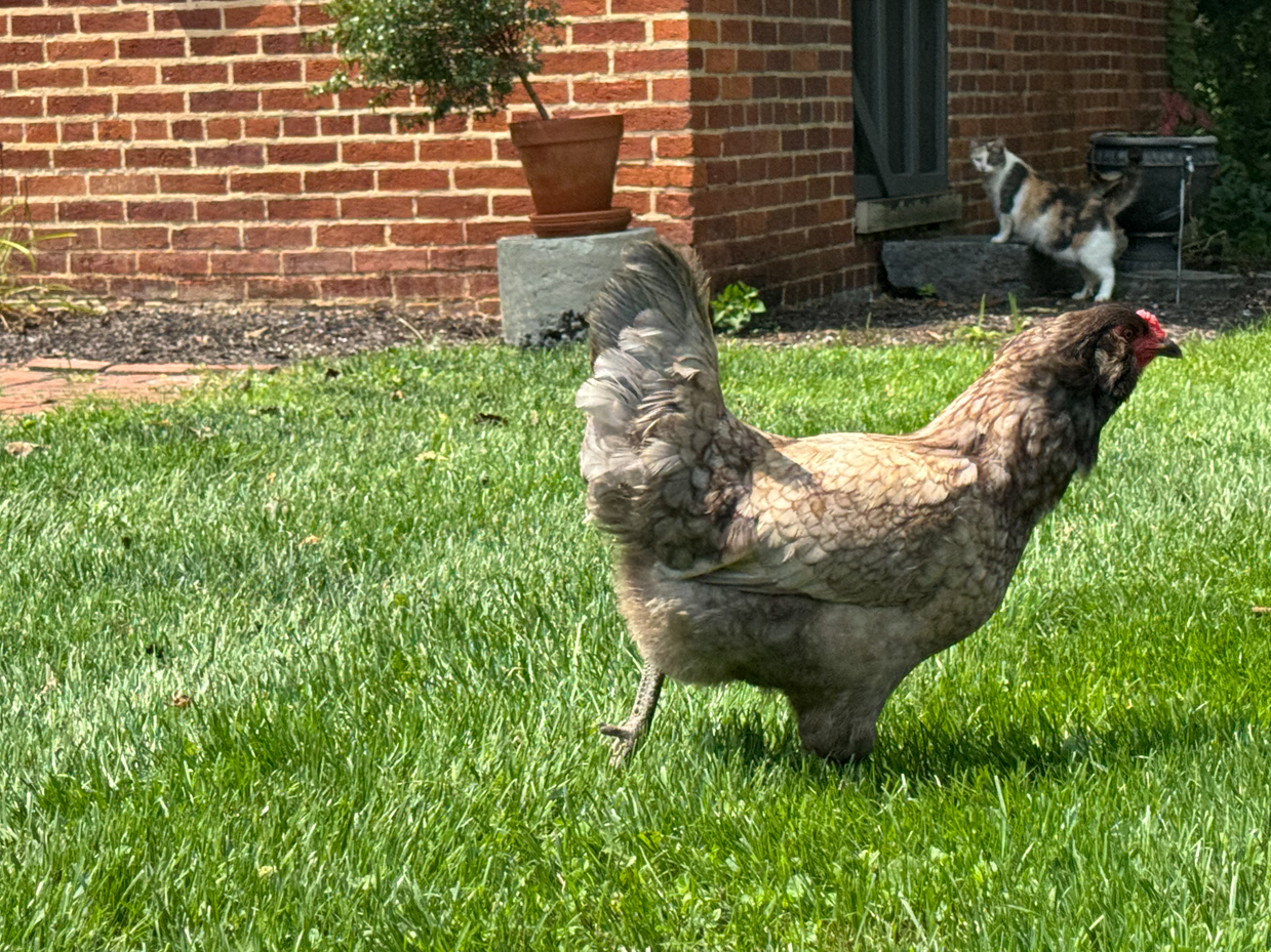 chicken-cat-brick-house-lawn-garden-coexistence