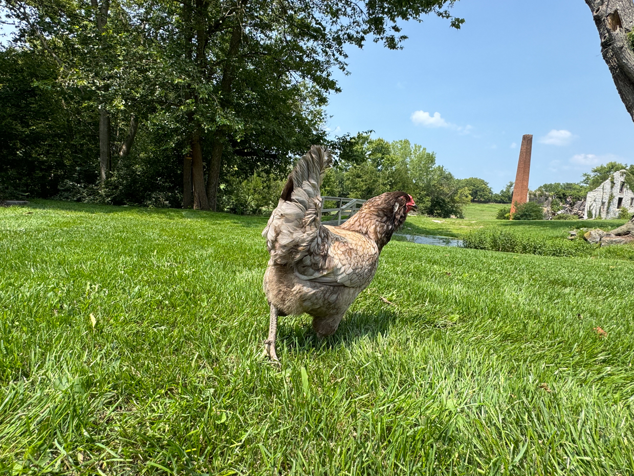 chicken-exploring-historic-landscape-scenic-pasture