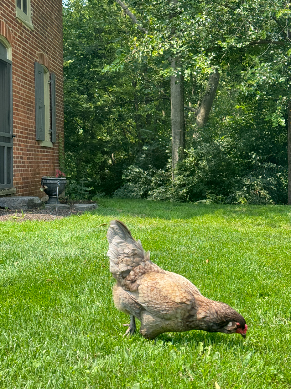 chicken-foraging-brick-farmhouse-lawn-wooded-backyard-summer