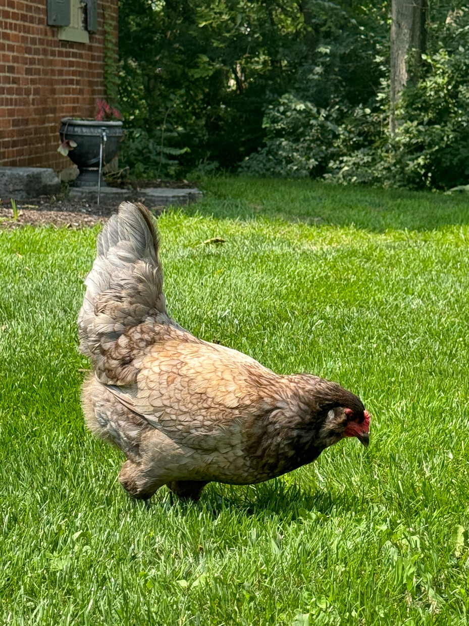 chicken-foraging-green-lawn-brick-house-garden-backdrop