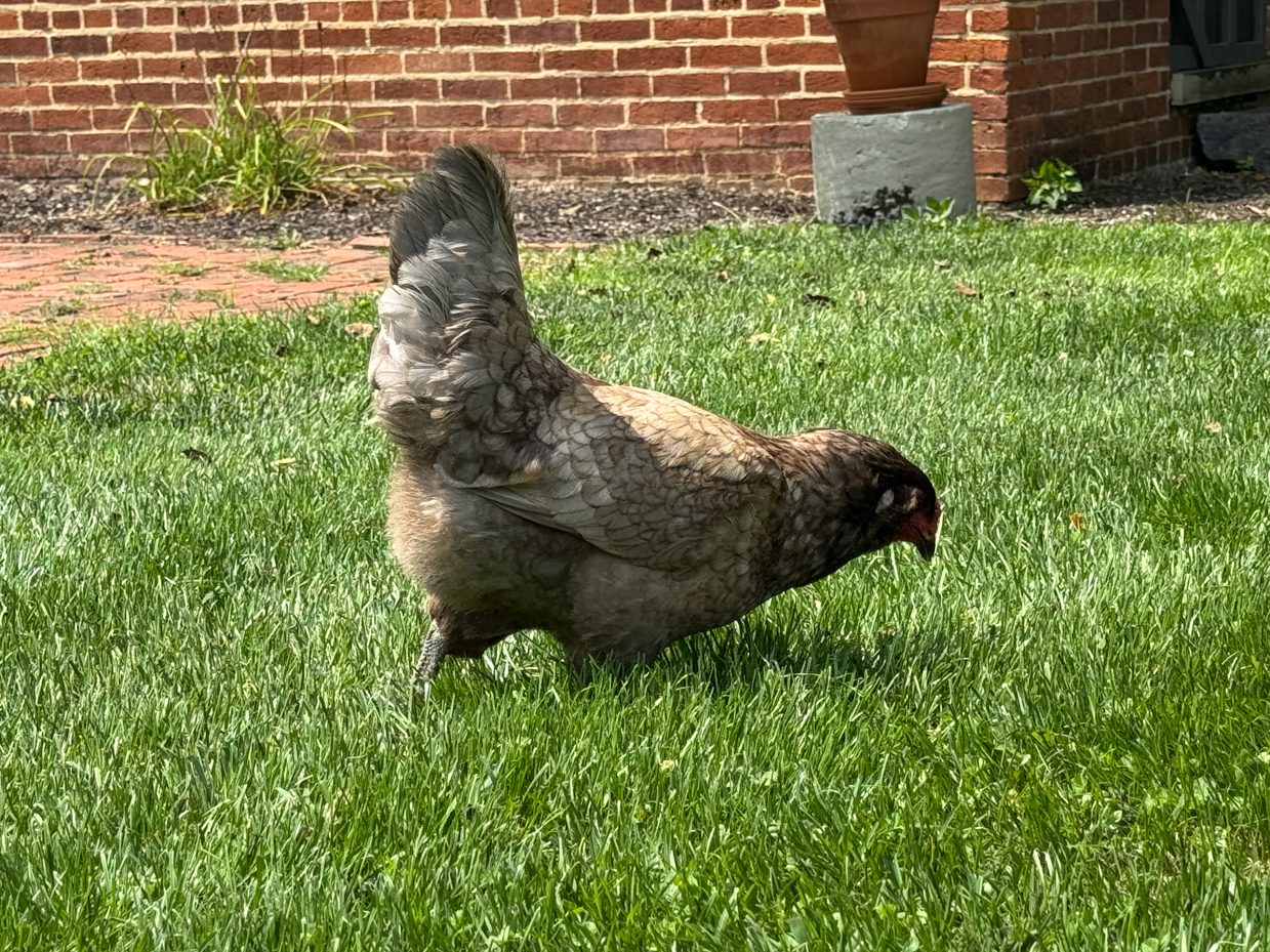 chicken-foraging-green-lawn-brick-house-garden-detail