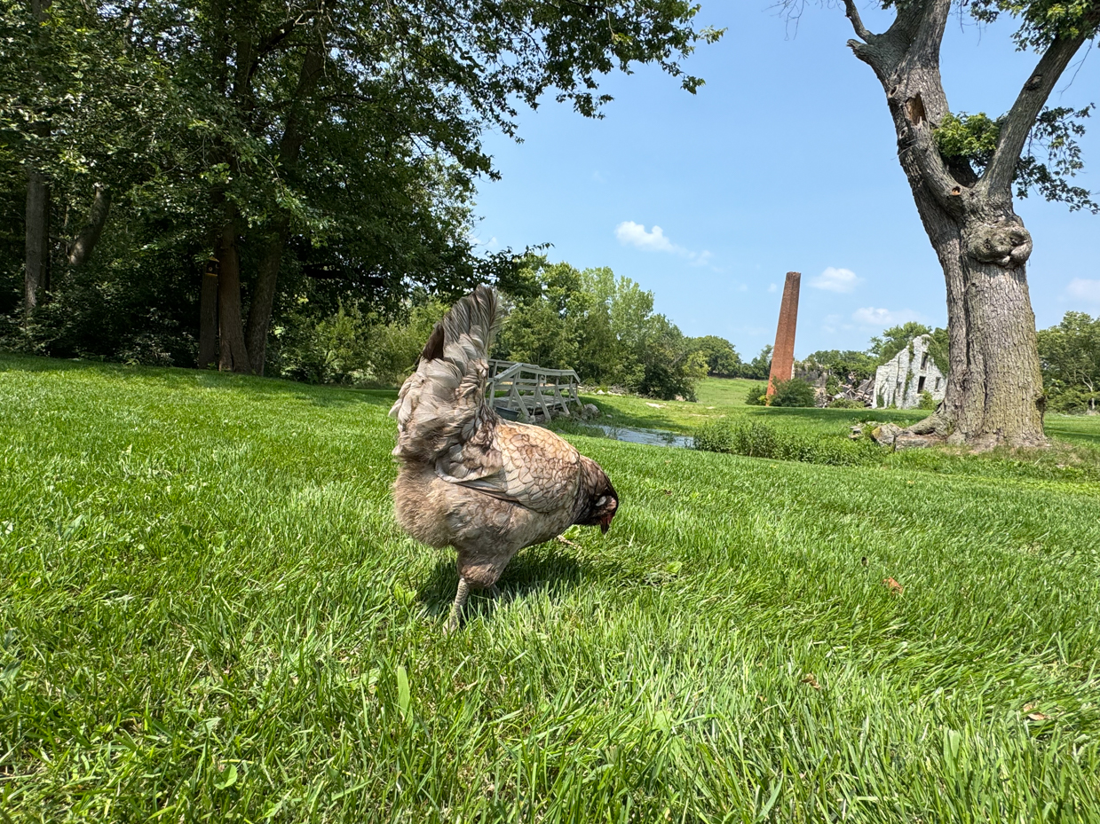 chicken-grazing-lawn-historic-estate-scenic-landscape