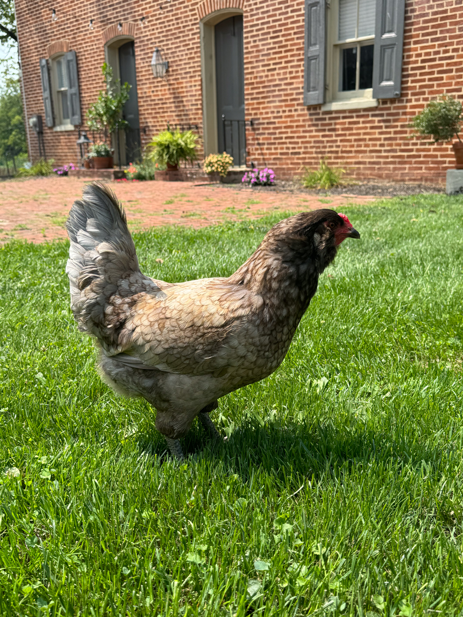 chicken-lawn-brick-house-garden-contrast