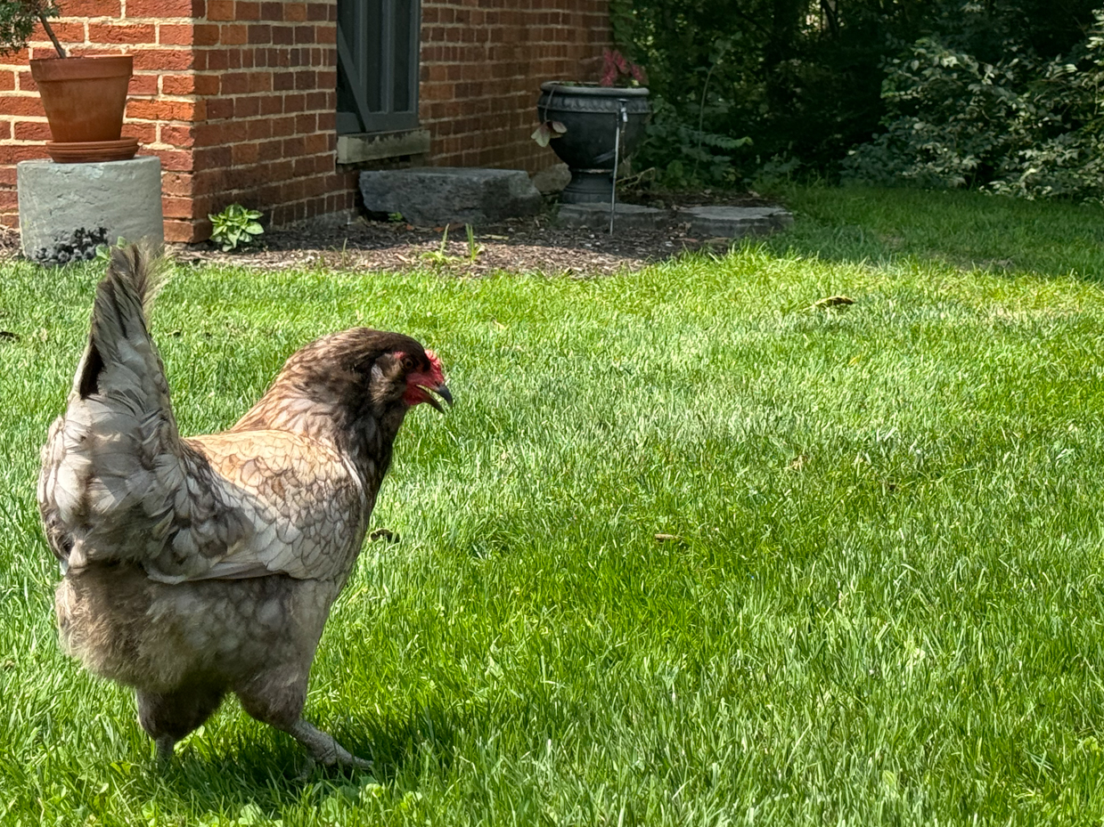 chicken-lawn-brick-house-garden-decor-summer-scene