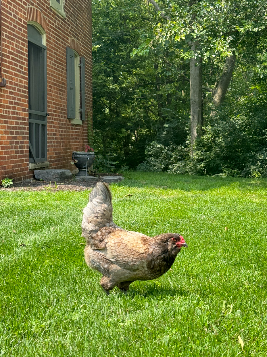 chicken-roaming-brick-farmhouse-lawn-wooded-garden-summer