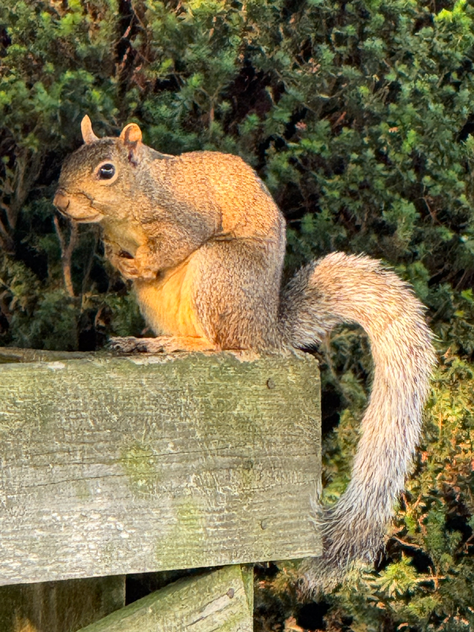 close-up-of-squirrel-on-wooden-fence-with-greenery-wildlife-photography