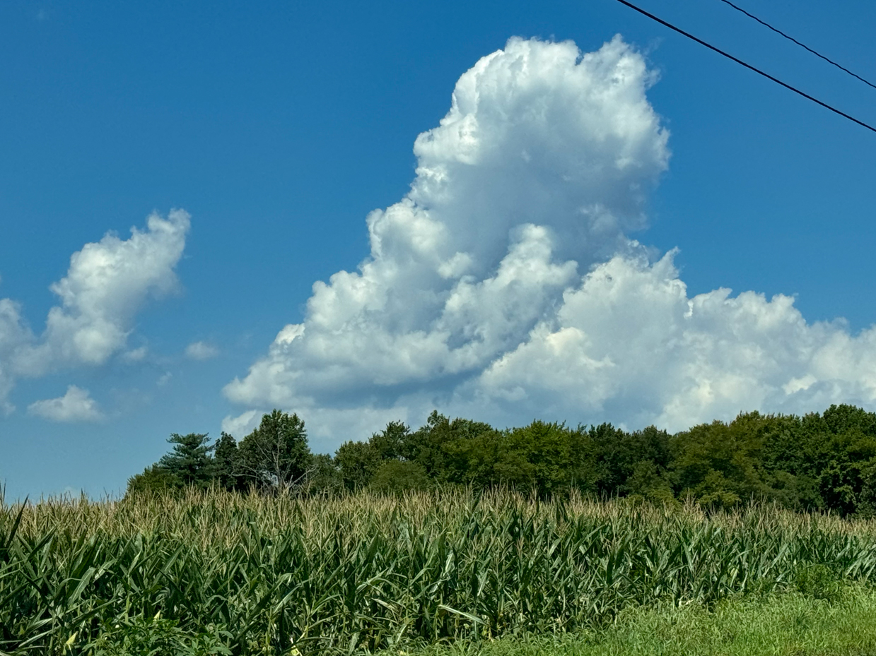 cornfield-under-blue-sky-with-large-fluffy-clouds-rural-landscape