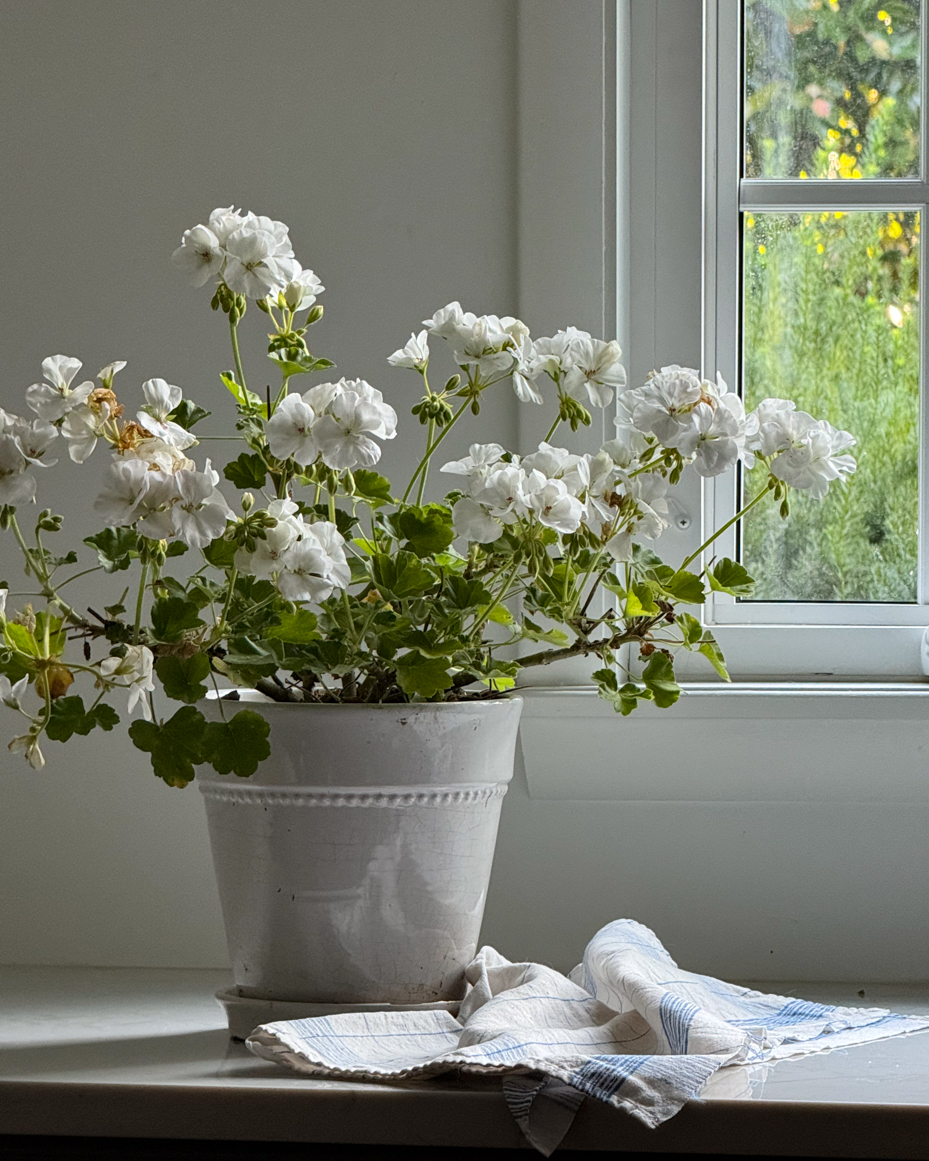 elegant-white-geraniums-by-the-window-with-soft-natural-light-artist-reference-photo