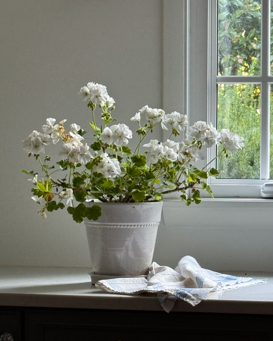 elegant-white-geraniums-in-a-classic-pot-by-a-bright-window