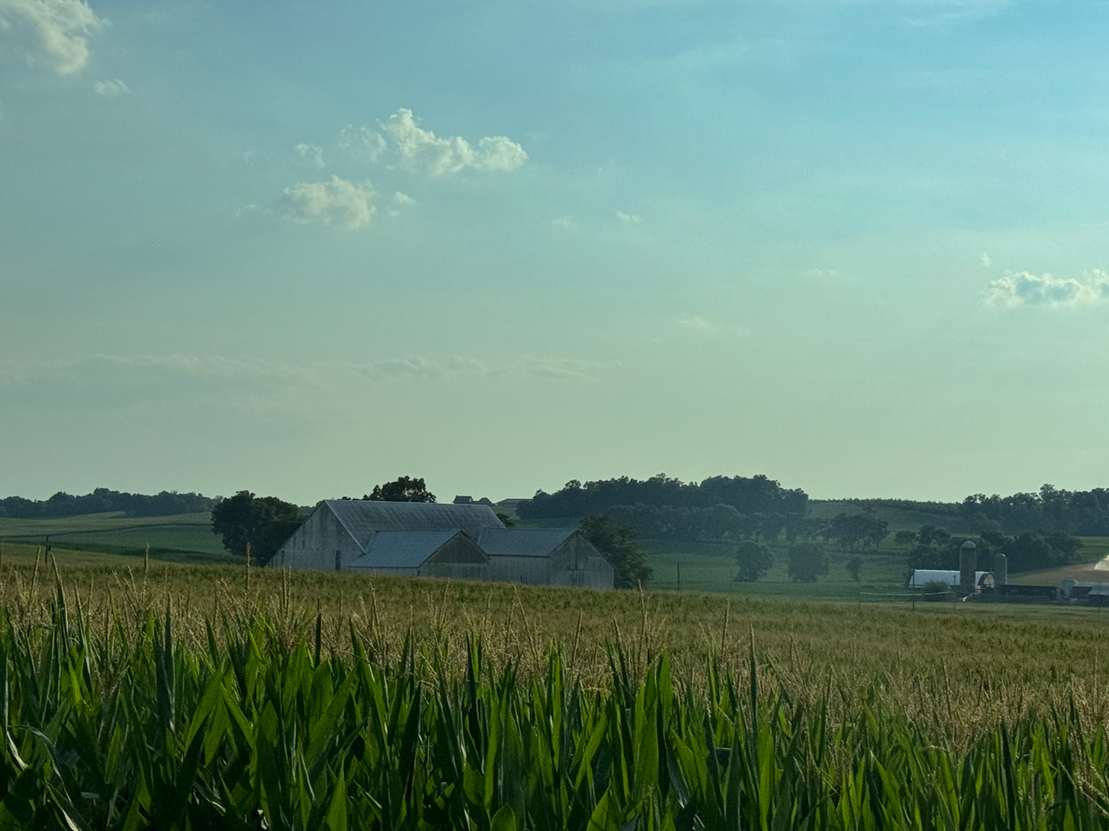 expansive-farm-landscape-at-dusk-featuring-a-white-barn-with-metal-roofs-nestled-among-rolling-green-fields-of-corn-and-distant-trees-under-a-soft-blue-sky-with-scattered-clouds