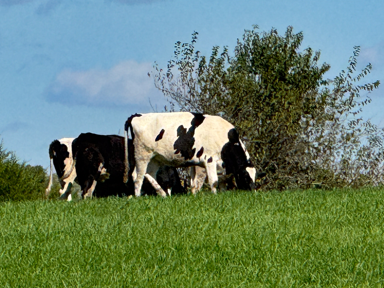 grazing-holstein-cows-in-a-green-pasture-with-blue-sky-background