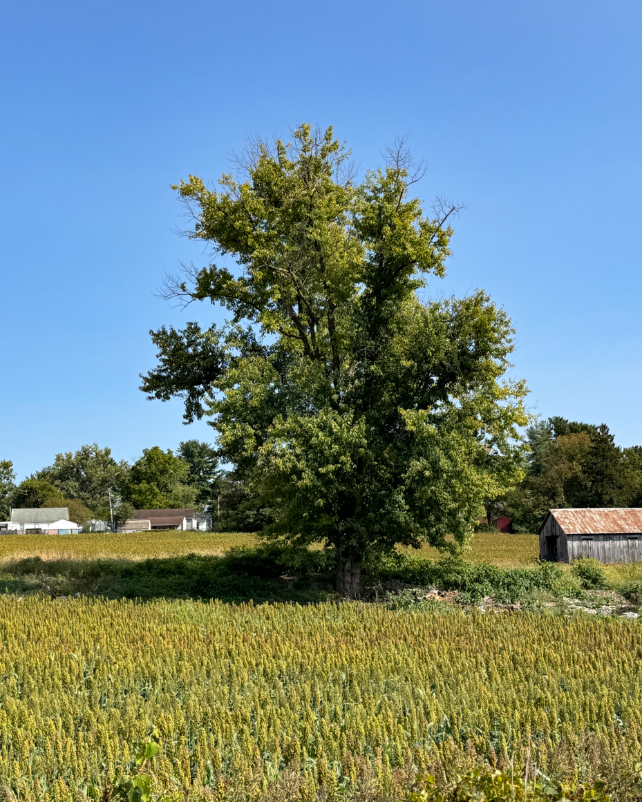 maryland-tree-late-summer-artist-reference-photo