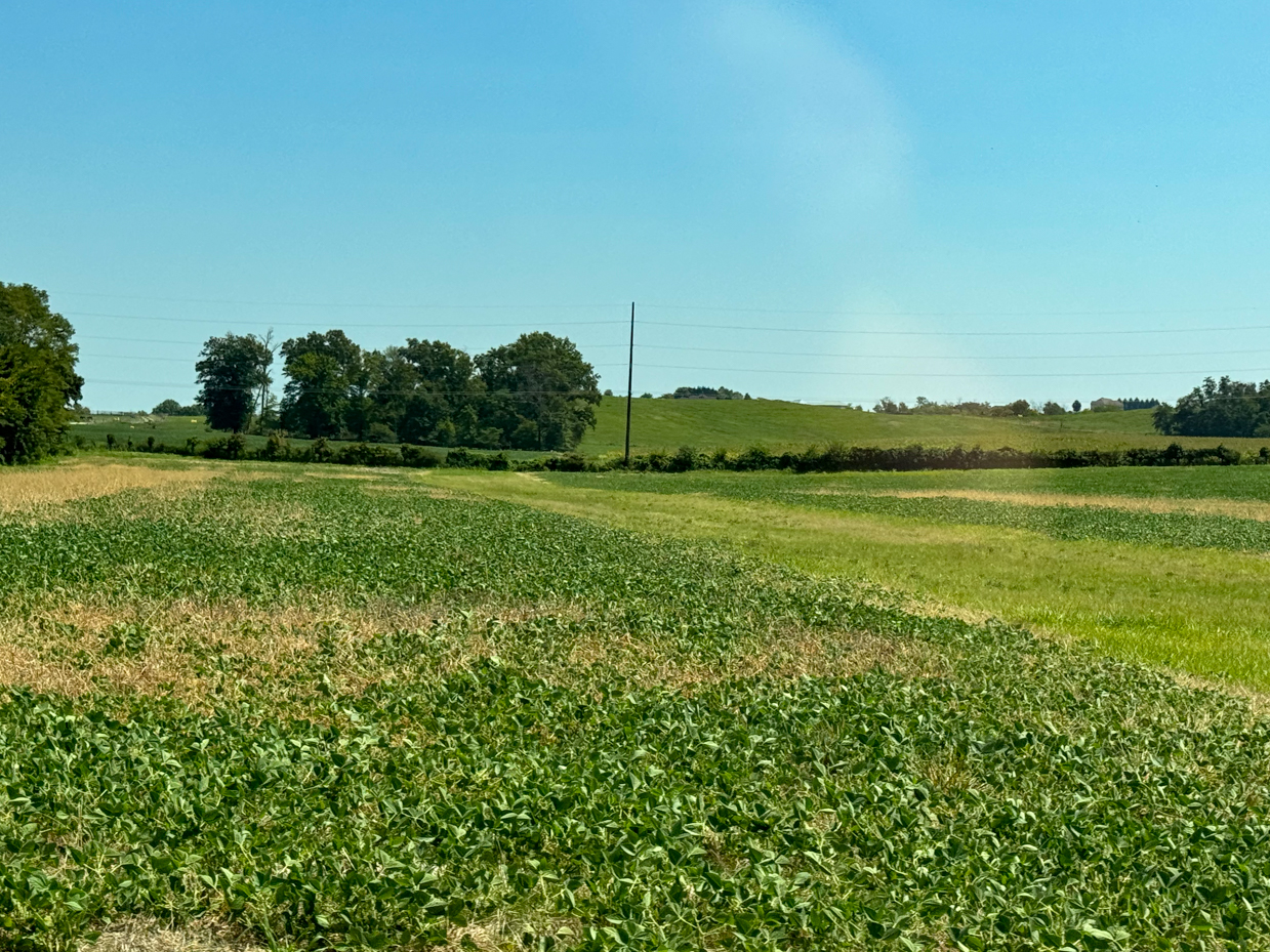 lush-green-farmland-under-clear-blue-sky-rural-landscape-scene