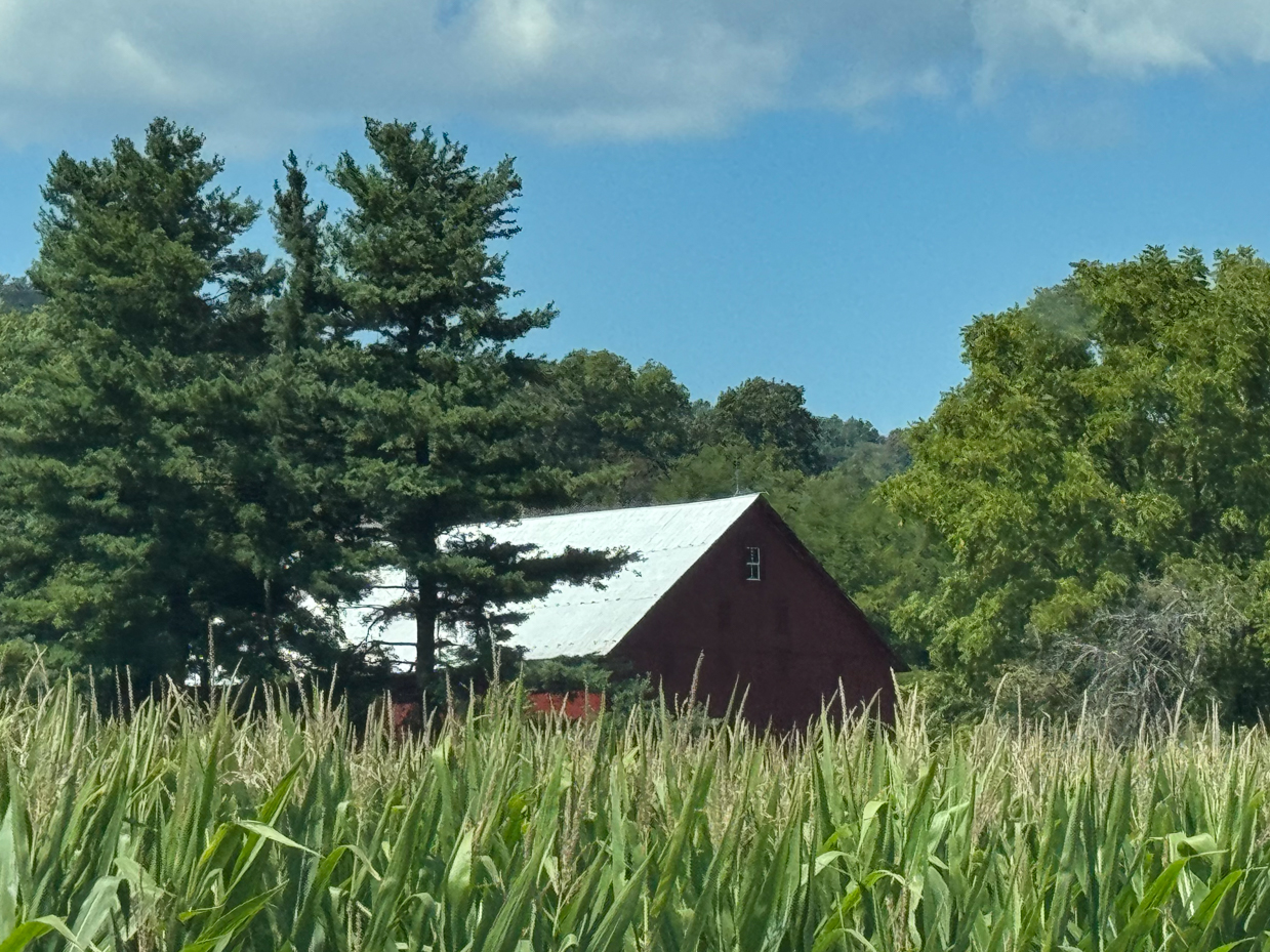 red-barn-behind-cornfield-with-tall-pine-trees-and-clear-blue-sky