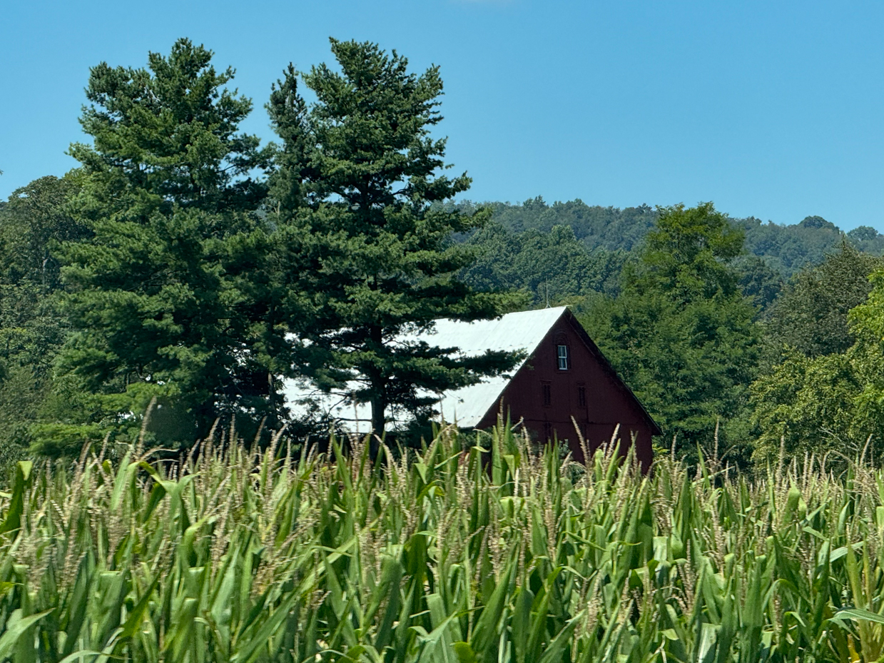 red-barn-surrounded-by-cornfield-and-pine-trees-under-clear-blue-sky