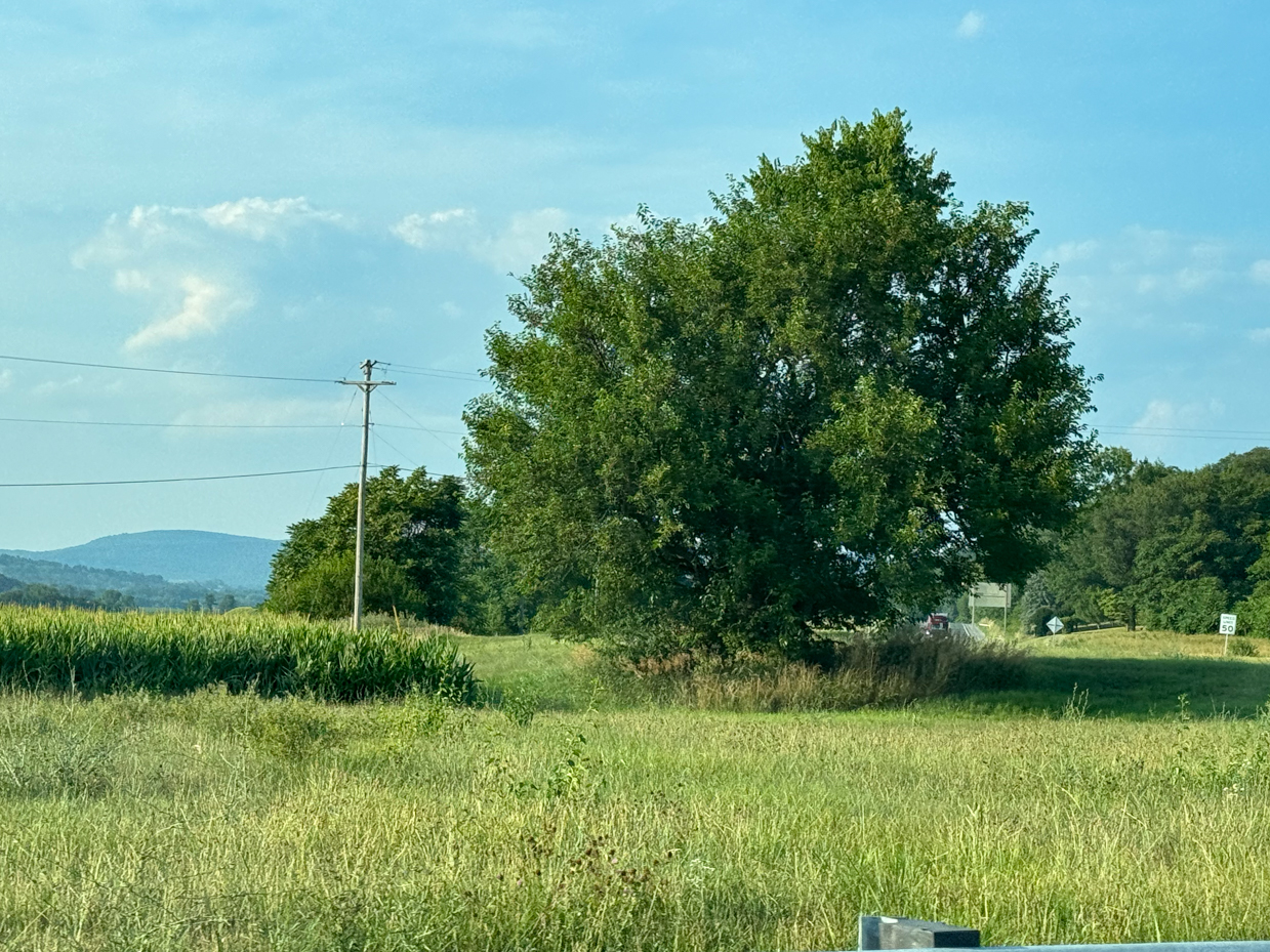 rural-landscape-with-a-large-tree-power-lines-and-distant-hills-under-a-clear-sky-in-the-late-afternoon-light