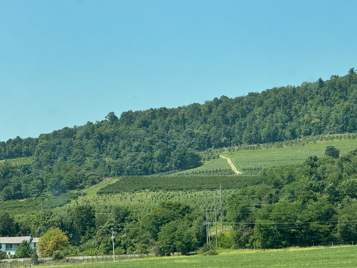 scenic-farmland-with-rolling-hills-and-dirt-road-through-orchard