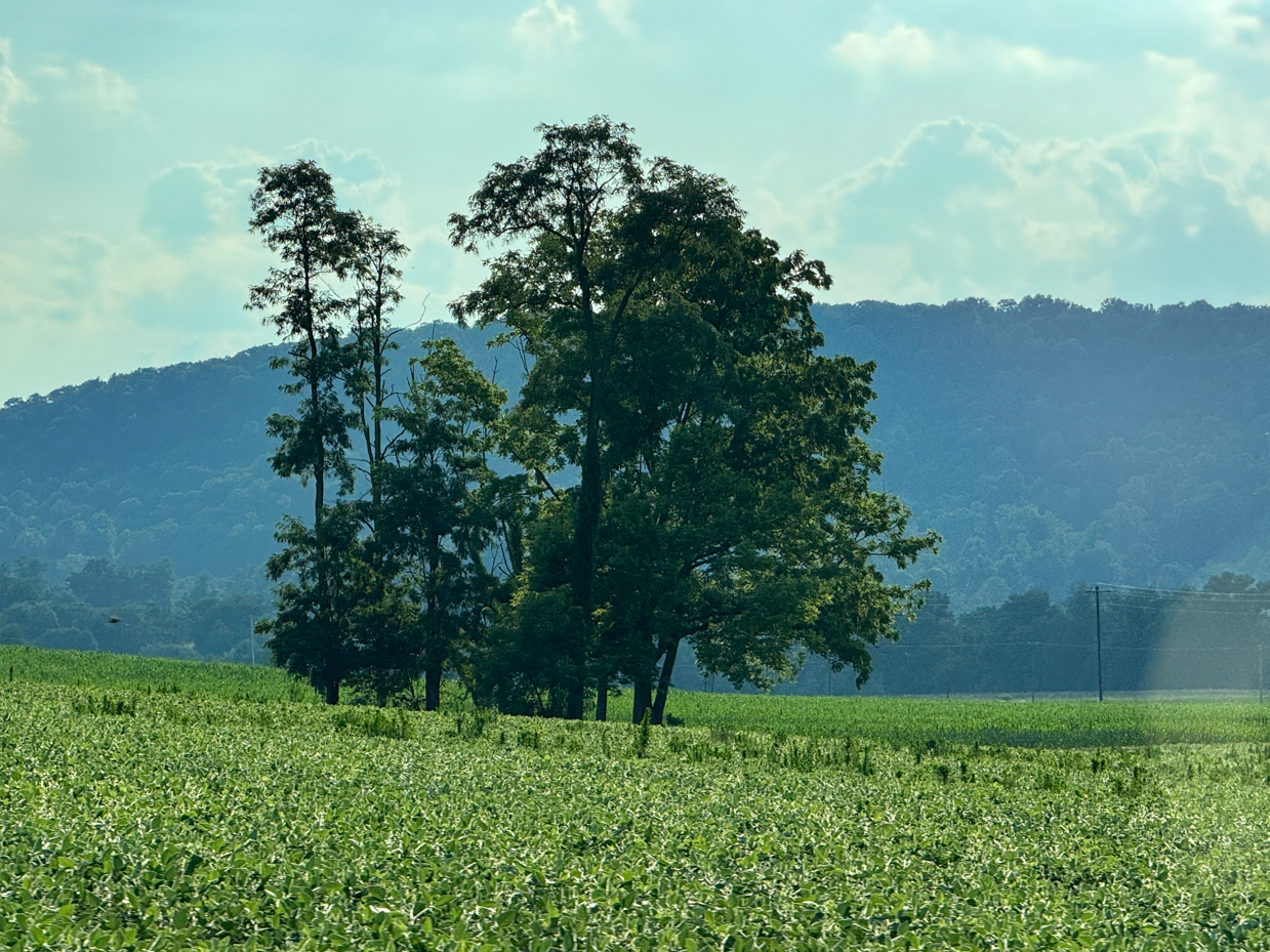 serene-view-of-a-lush-green-field-with-tall-trees-standing-silhouetted-against-the-backdrop-of-blue-tinted-hills-bathed-in-soft-daylight-with-puffy-clouds-overhead