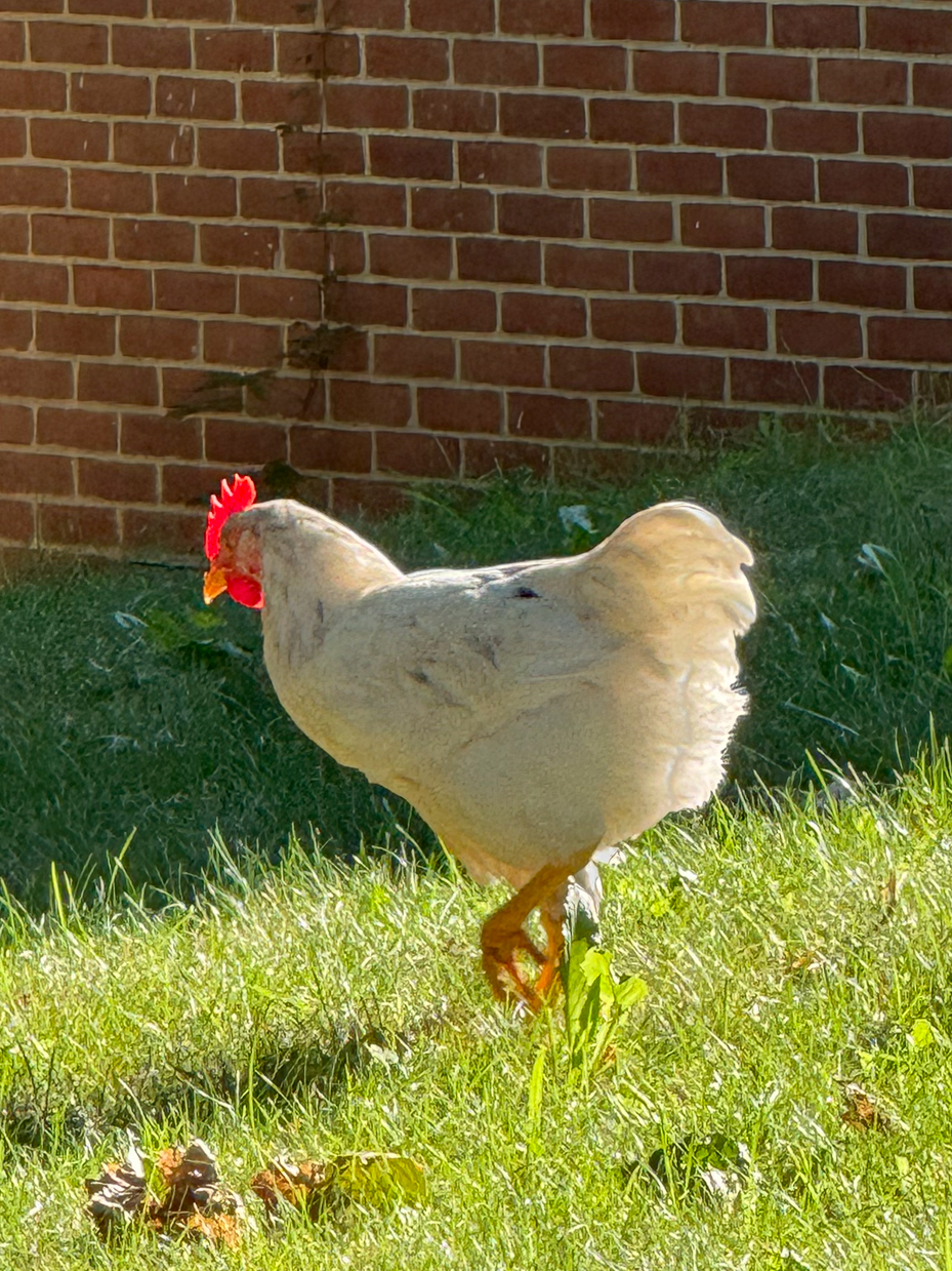 single-white-rooster-with-a-red-comb-standing-on-green-grass-against-a-brick-wall