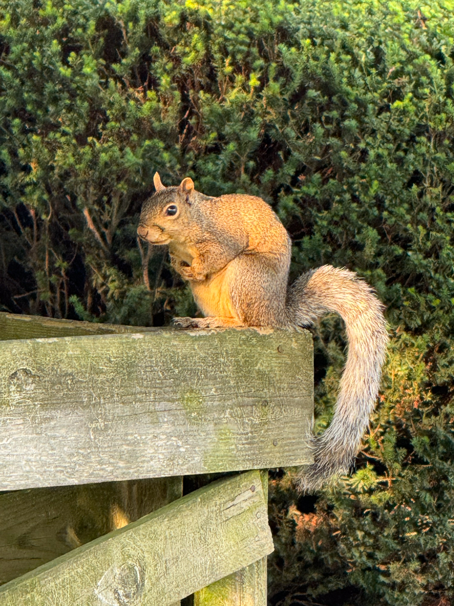 squirrel-perched-on-wooden-fence-in-sunlit-garden-wildlife-photography