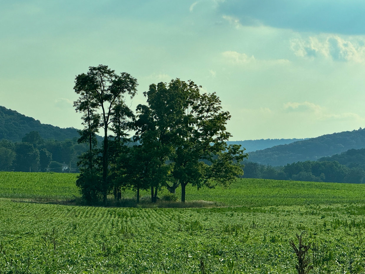 vibrant-green-field-with-a-cluster-of-tall-trees-at-its-center-framed-by-rolling-hills-in-the-distance-under-a-partially-clouded-sky-offering-a-tranquil-and-picturesque-scene