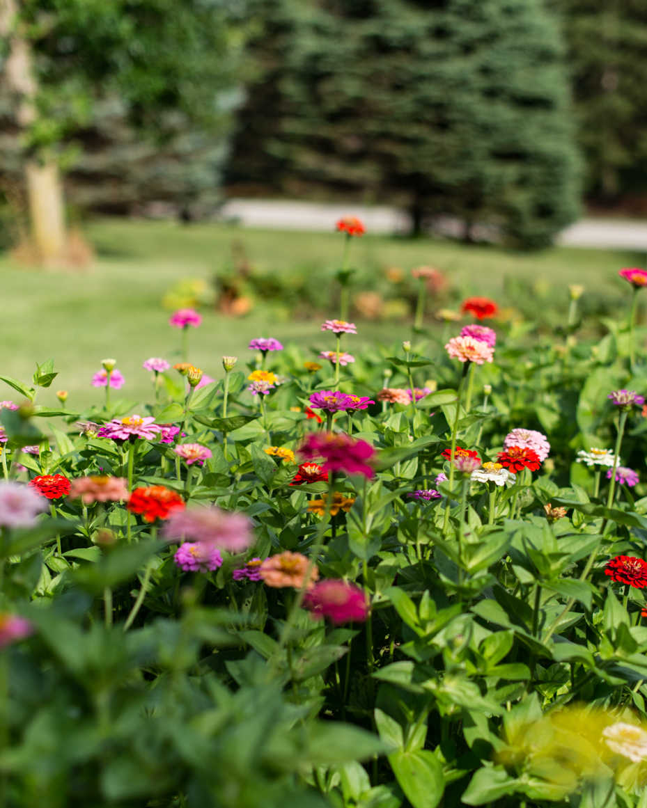 vibrant-zinnia-flower-garden-in-summer-landscape-colorful-floral-artist-reference-photo