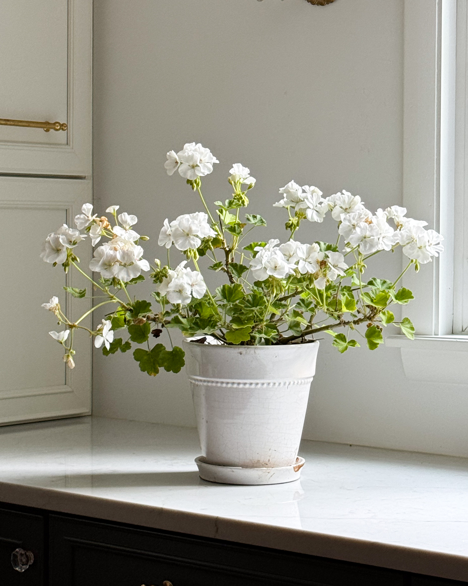 white-geraniums-in-a-pot-on-a-marble-countertop-by-a-window-artist-reference-photo