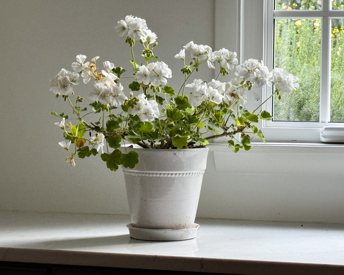 white-geraniums-in-a-rustic-pot-by-a-sunny-window-artist-reference-photo