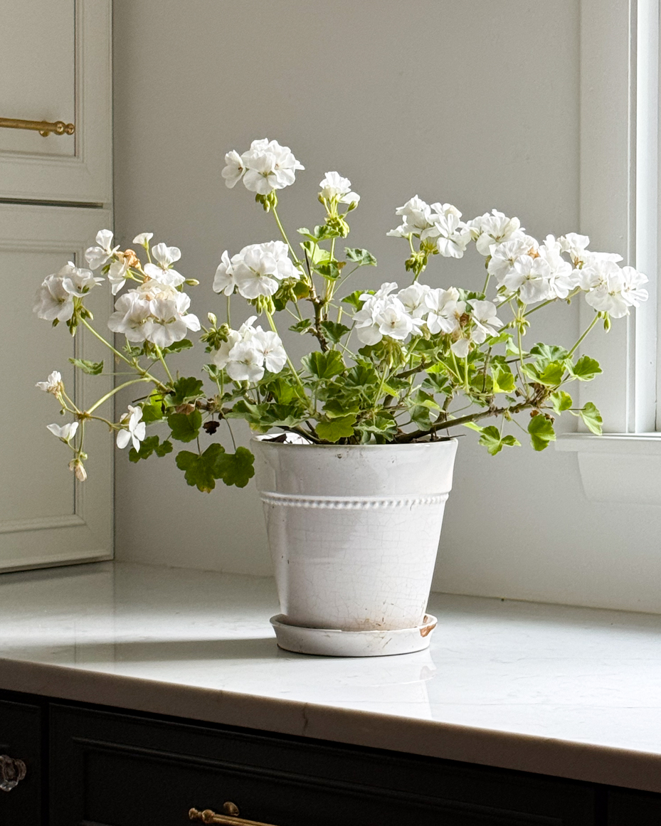 white-geraniums-in-a-rustic-pot-on-a-marble-countertop-by-a-window-artist-reference-photo