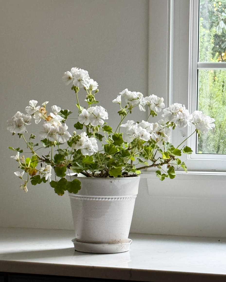 white-geraniums-in-a-simple-pot-by-a-window-artist-reference-photo