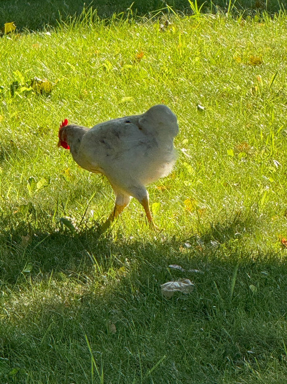 white-rooster-with-red-comb-pecking-at-grass-in-sunlit-yard