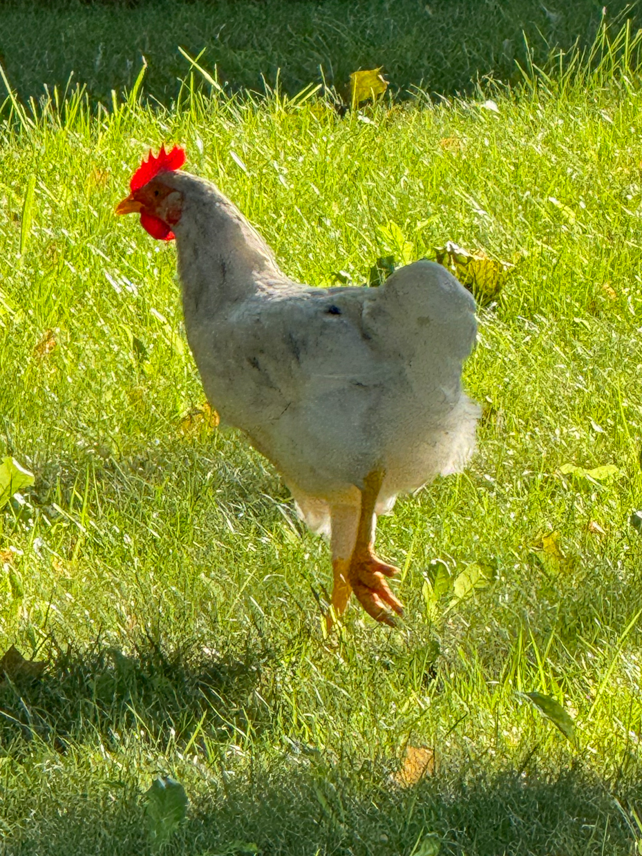 white-rooster-with-a-red-comb-walking-on-sunlit-green-grass