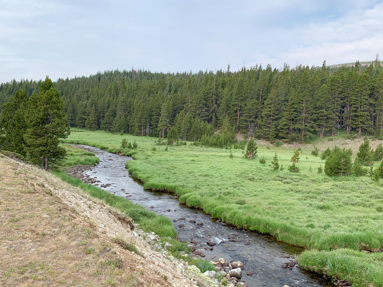 winding-creek-through-mountain-valley-pine-forest-and-alpine-meadow-artist-reference-photo