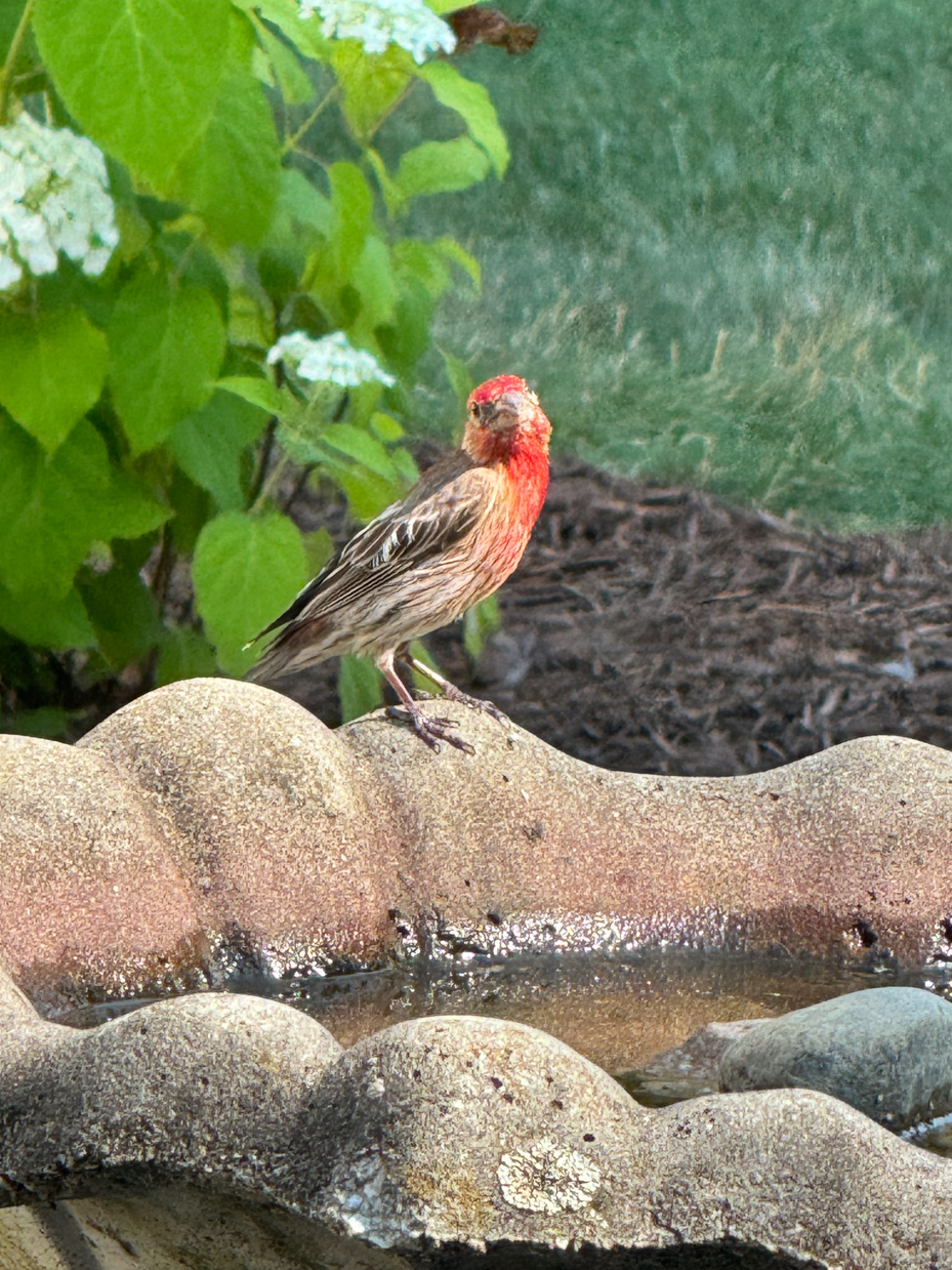 a-red-breasted-finch-standing-on-a-stone-bird-bath-surrounded-by-green-leaves-and-white-flowers-in-the-background