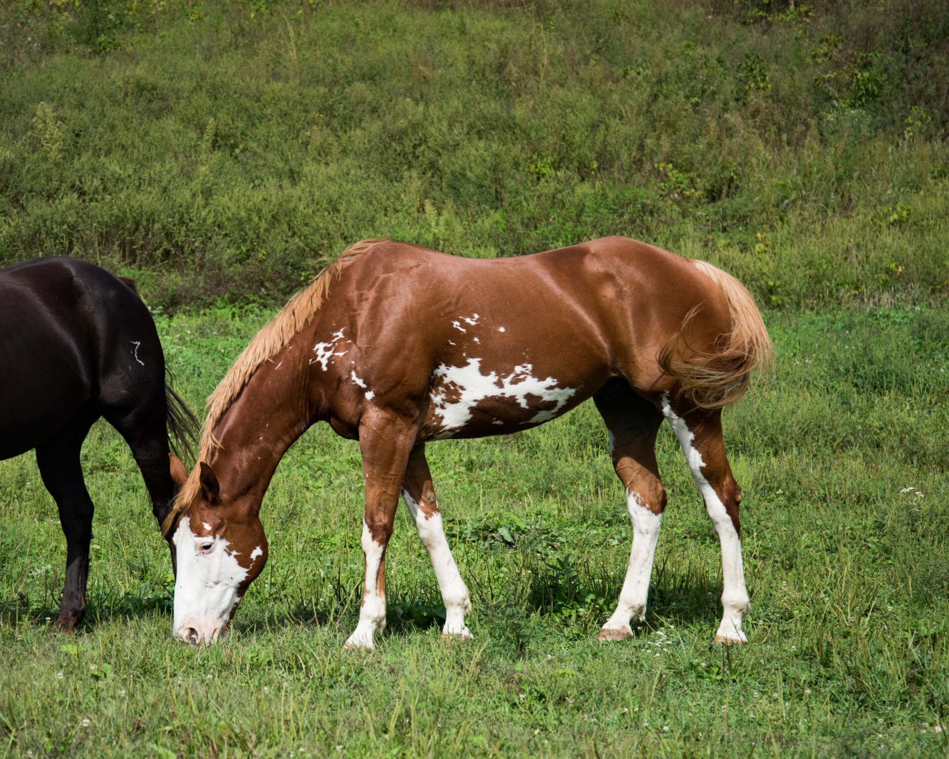 a-brown-and-white-pinto-horse-grazing-on-grass-while-a-dark-colored-horse-stands-nearby