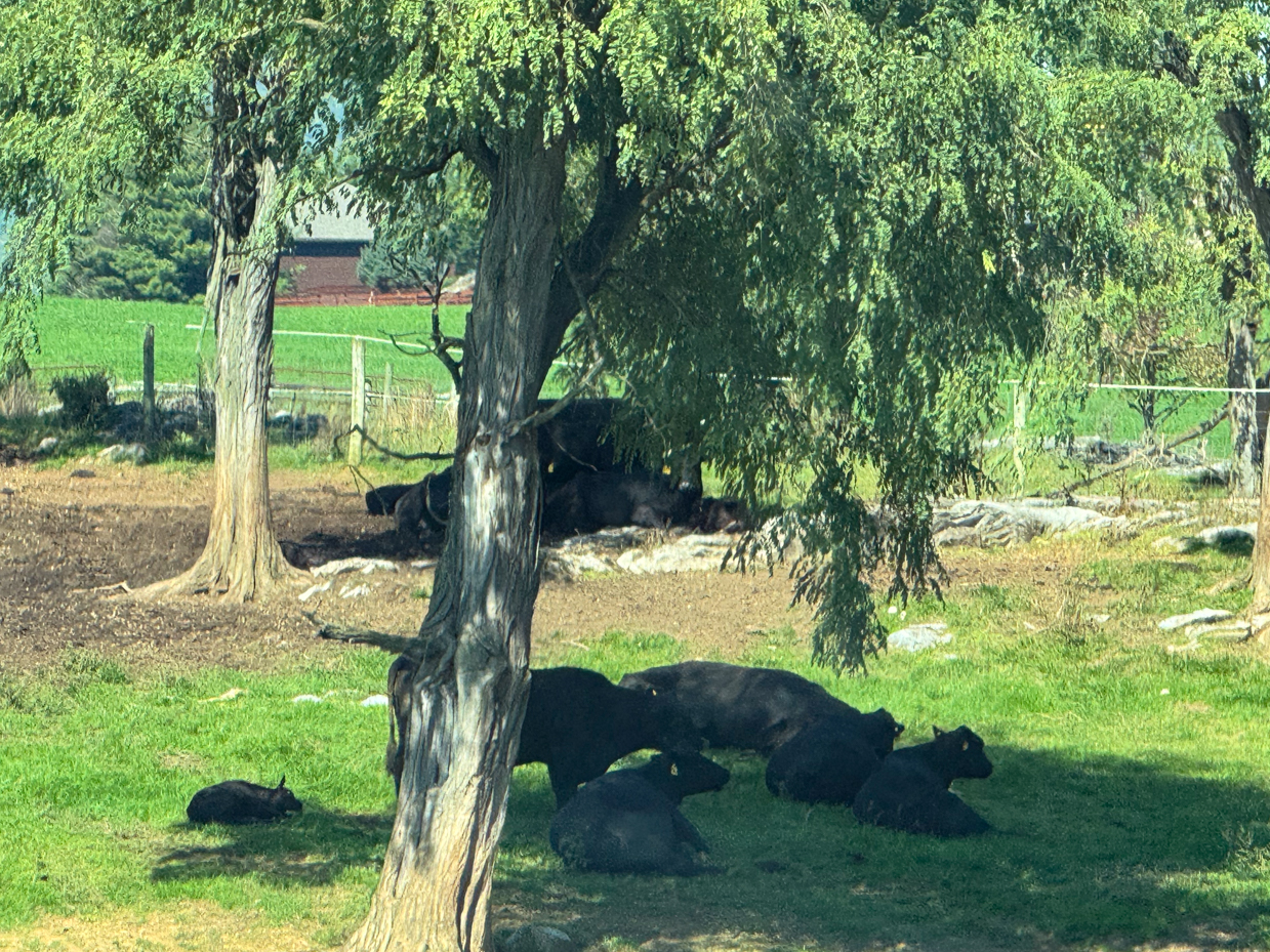 black-angus-cattle-resting-under-willow-trees-pastoral-farm-scene-with-shade-rural-reference-photo