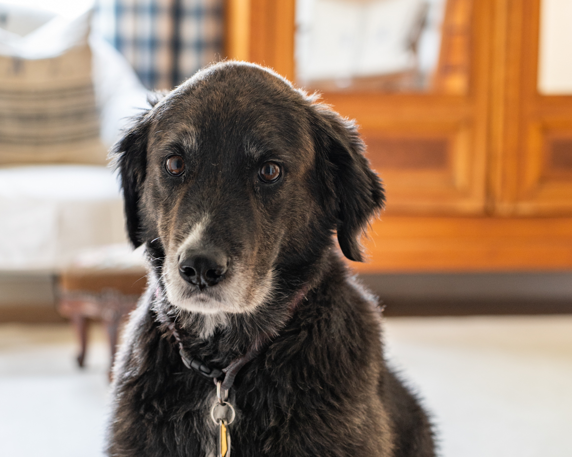 black-and-gray-dog-with-gentle-expression-sitting-indoors-in-cozy-home-setting-royalty-free-reference-photo