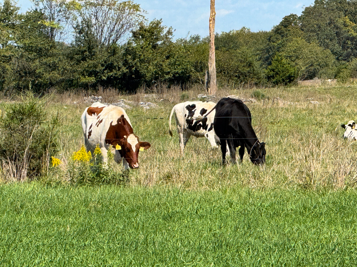 brown-black-and-white-holstein-cows-grazing