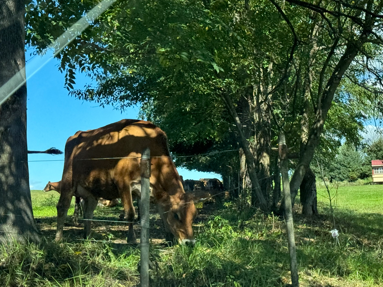 brown-dairy-cow-grazing-under-trees-summer-pasture-scene-with-dappled-sunlight-farm-reference-photo