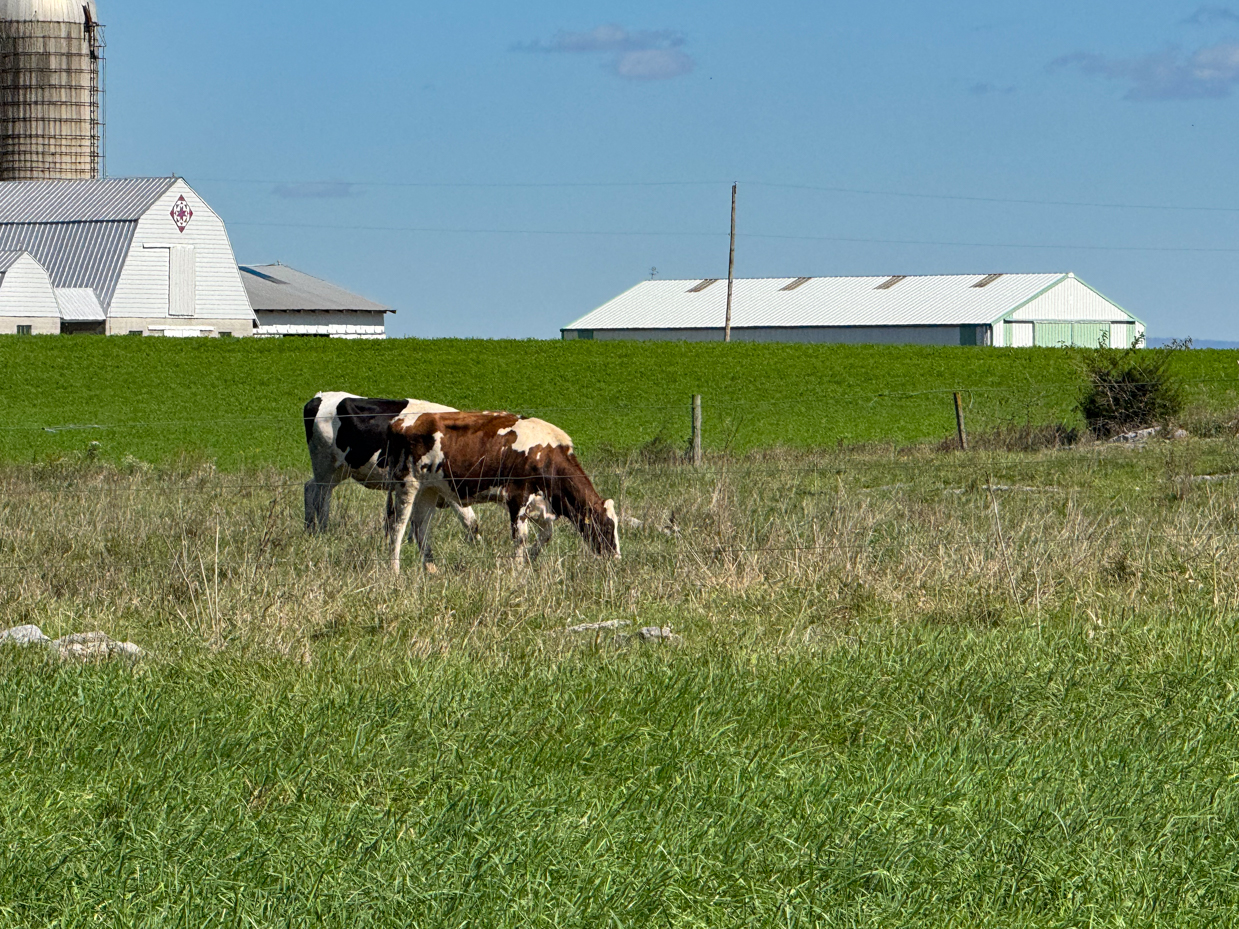 brown-and-black-holstein-cow-grazing-in-pasture-with-farm-buildings-and-silo-in-background