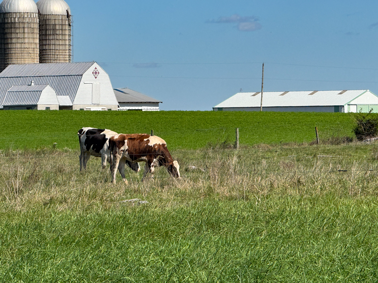 brown-and-black-holstein-cows-grazing-near-farm-buildings-with-silos-in-background