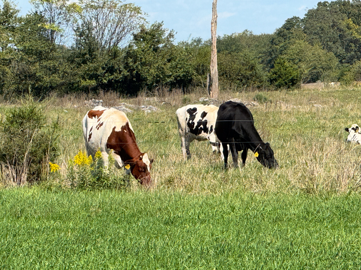 brown-and-black-holstein-cows-grazing