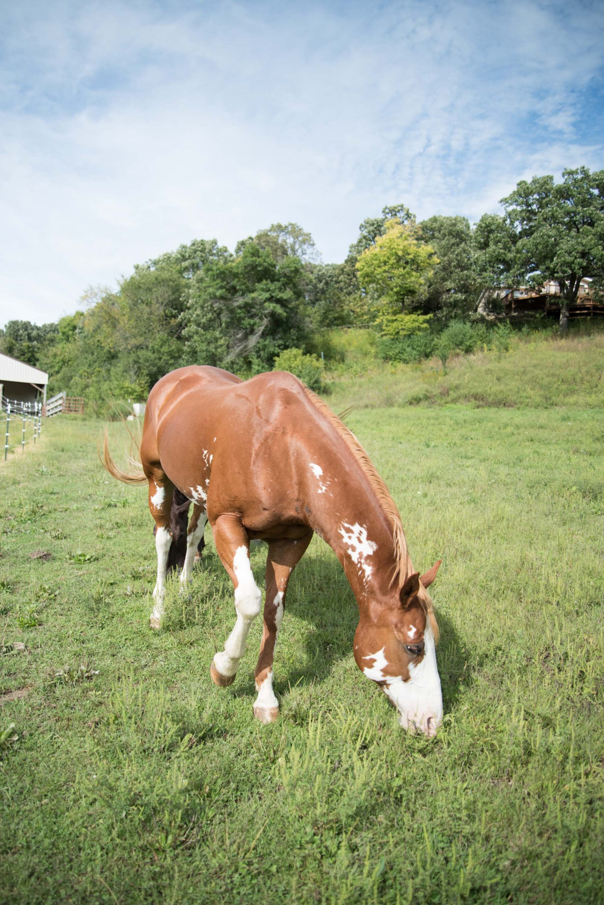 brown-and-white-paint-horse-grazing-in-green-pasture-on-sunny-day