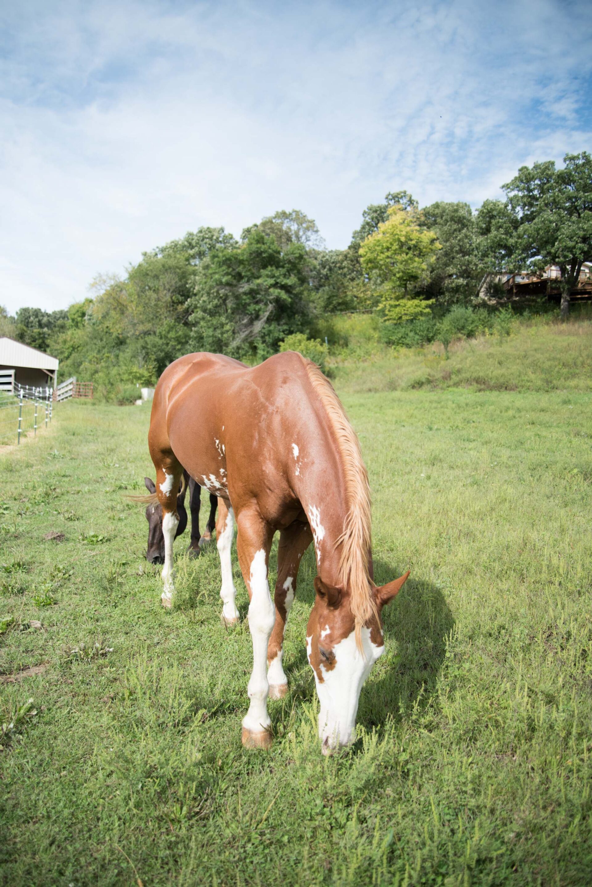 brown-and-white-paint-horse-grazing-with-black-foal-in-green-pasture