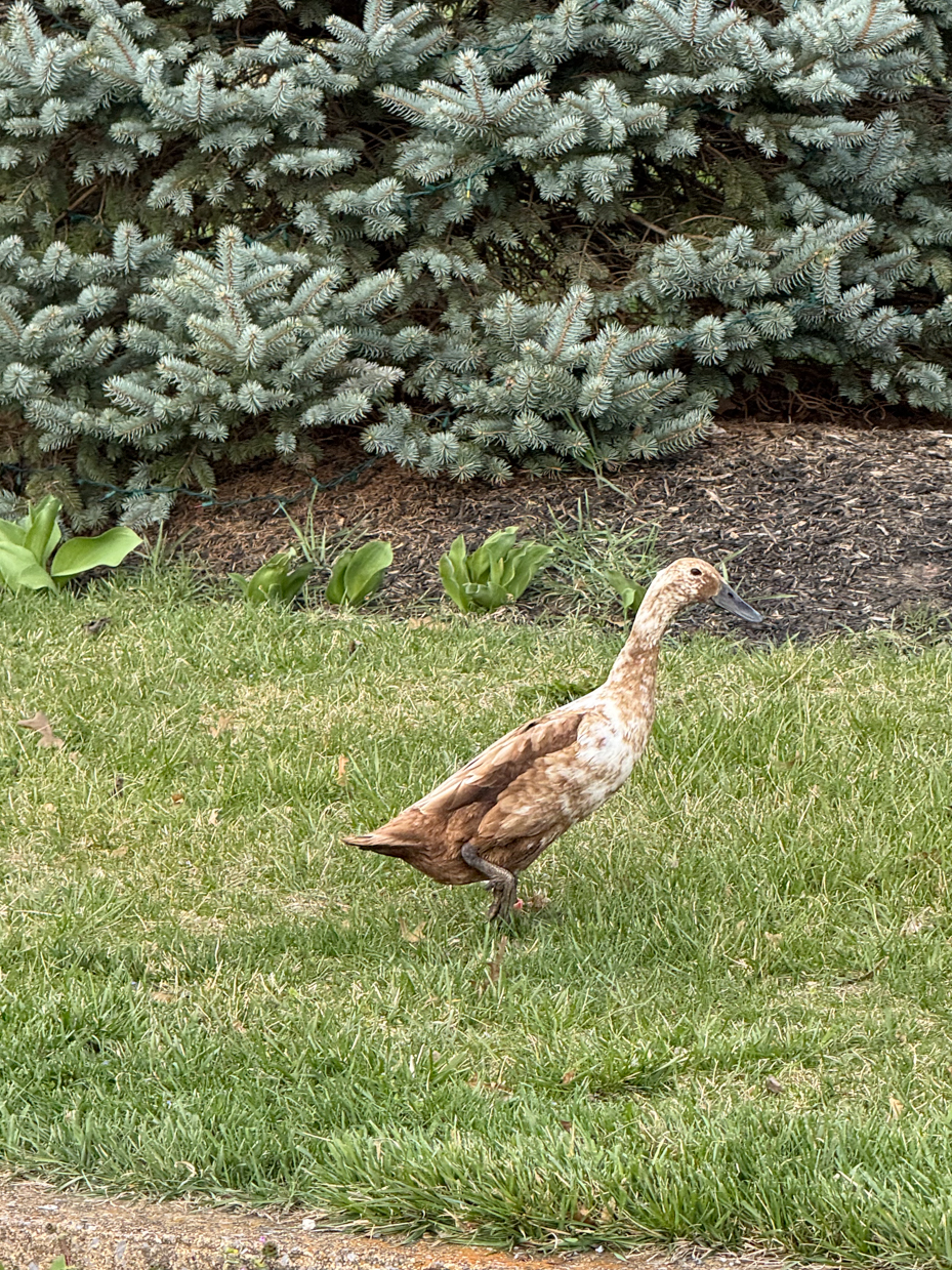 brown-muscovy-duck-garden-pine-tree